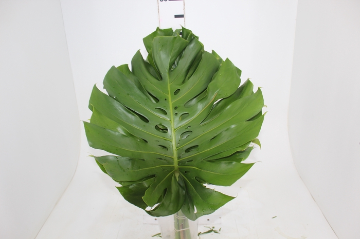 <h4>FOLH MONSTERA DELIC. 050 CM</h4>