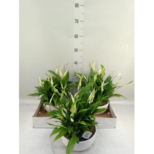 Spathiphyllum  'Pearl Cupido'