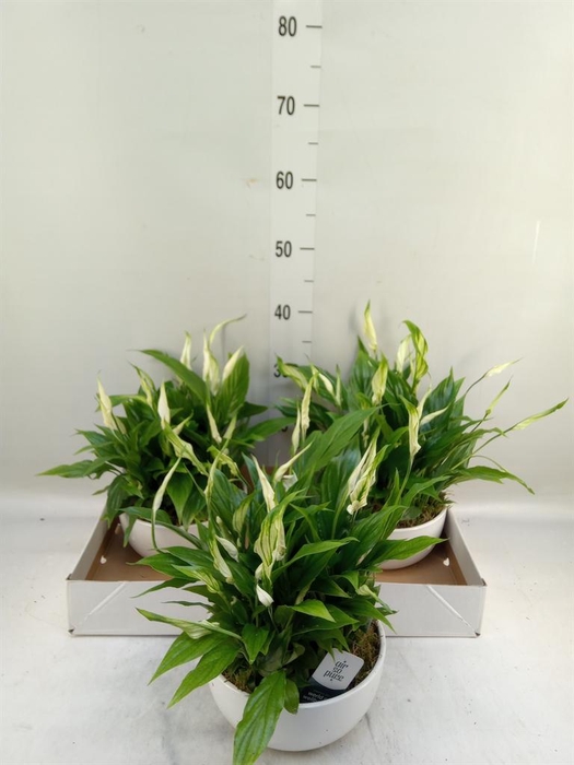 <h4>Spathiphyllum  'Pearl Cupido'</h4>