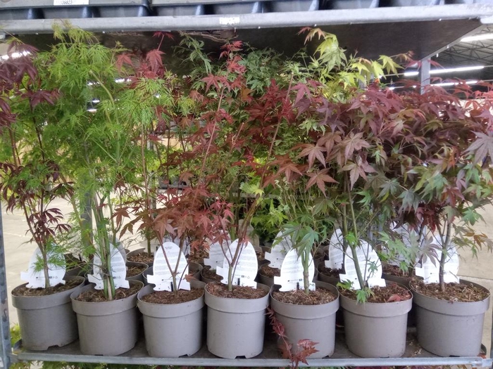 <h4>Acer palmatum</h4>