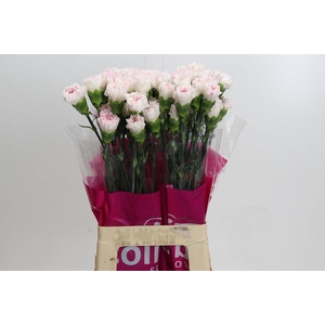 Dianthus St Yukari Cherry