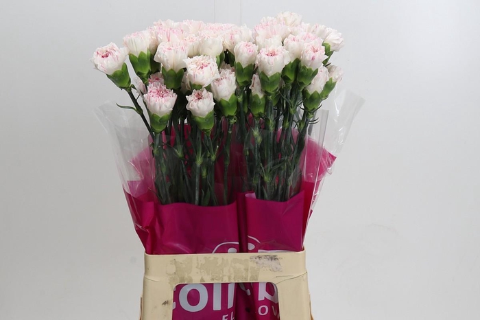 <h4>Dianthus St Yukari Cherry</h4>