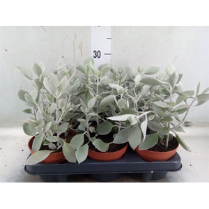 Kalanchoe NF   ...