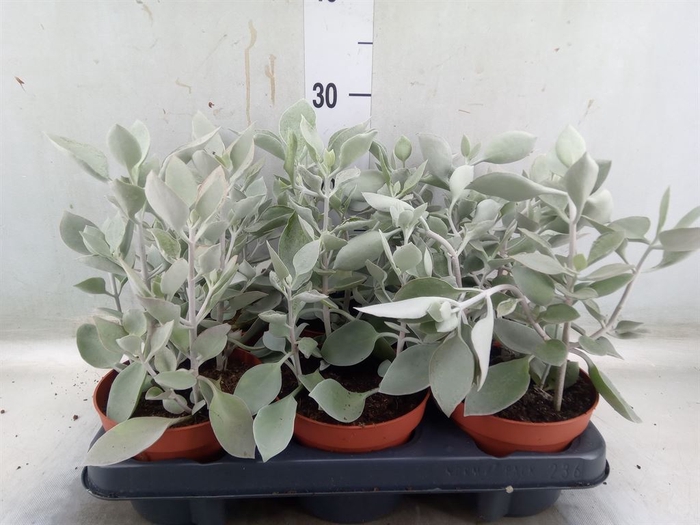 <h4>Kalanchoe NF   ...</h4>