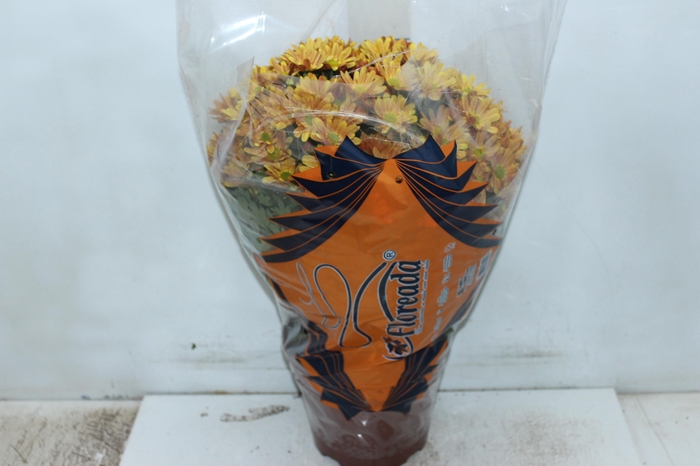 CRISANTEMO BOLA BELGA P20 LARANJA