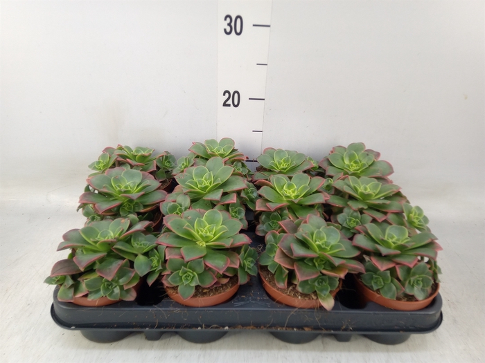 <h4>Aeonium   ...</h4>