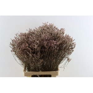 Dried Limonium Diamond Gl Champagne Pst