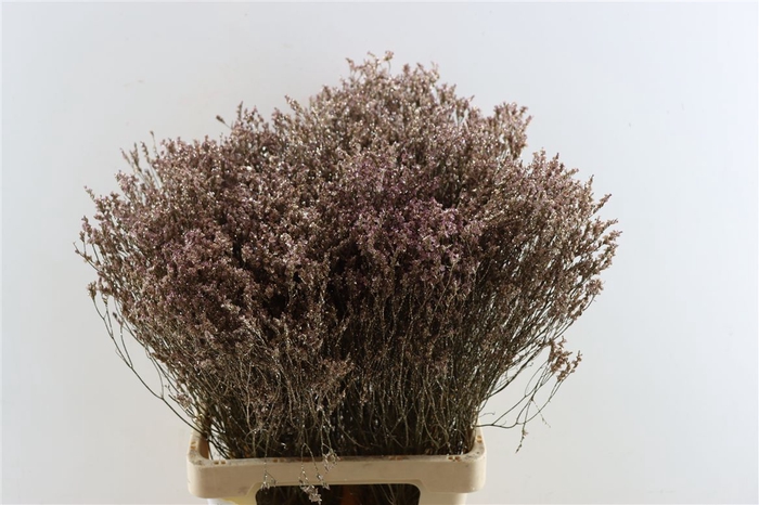 <h4>Dried Limonium Diamond Gl Champagne Pst</h4>