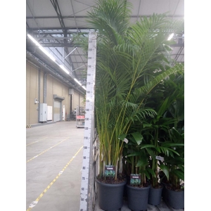 Dypsis lutescens   ...Chrysalidoca