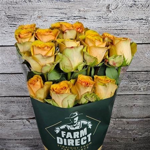 R Gr Tropic Versilia