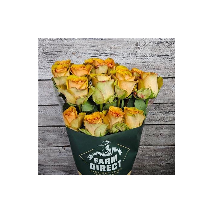 <h4>R Gr Tropic Versilia</h4>