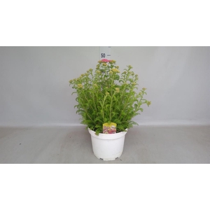 Achillea   ...