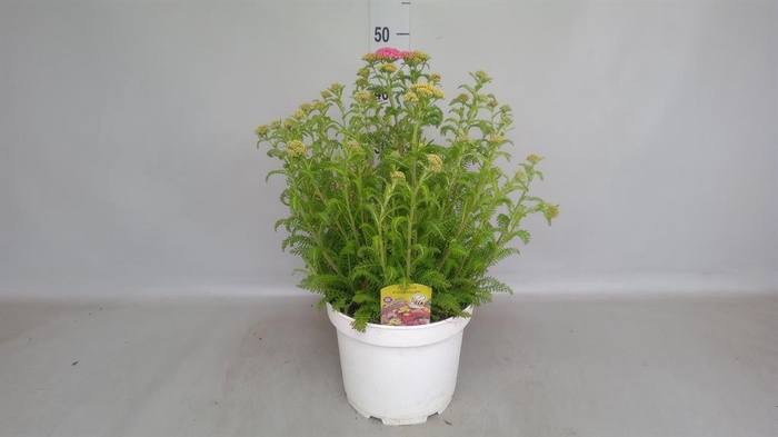 <h4>Achillea   ...</h4>