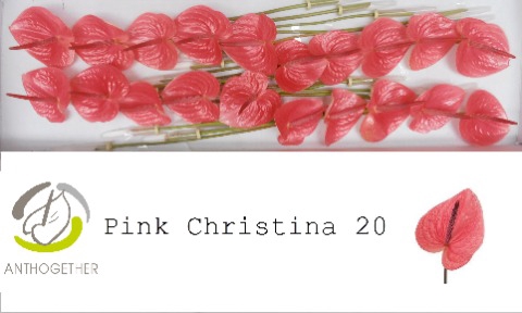 <h4>ANTH A PINK CHRISTINA 20</h4>