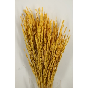 Dried Rice Oryza Yellow Bunch