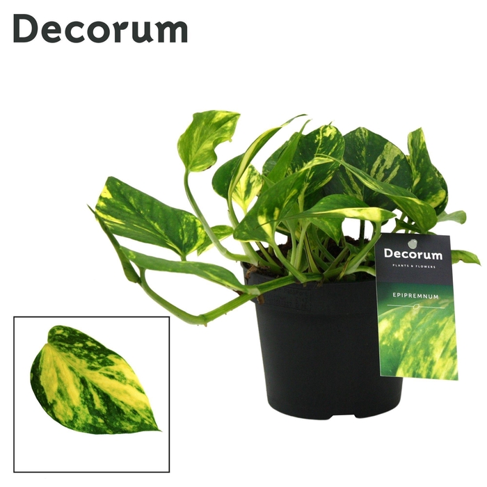 <h4>Scindapsus (Epipremnum) N'joy Gold DECORUM</h4>