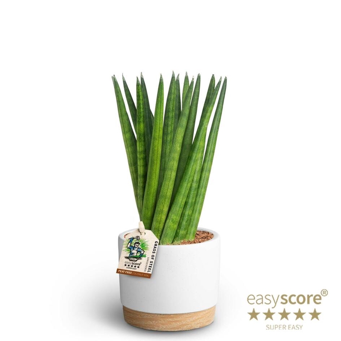 <h4>SANSEVIERIA CYLINDRICA P10 WB WHITE SPAGH</h4>