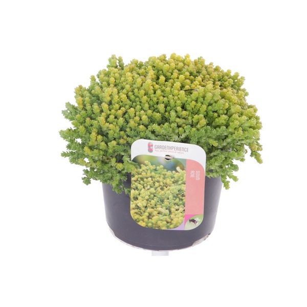 <h4>Sedum acre</h4>