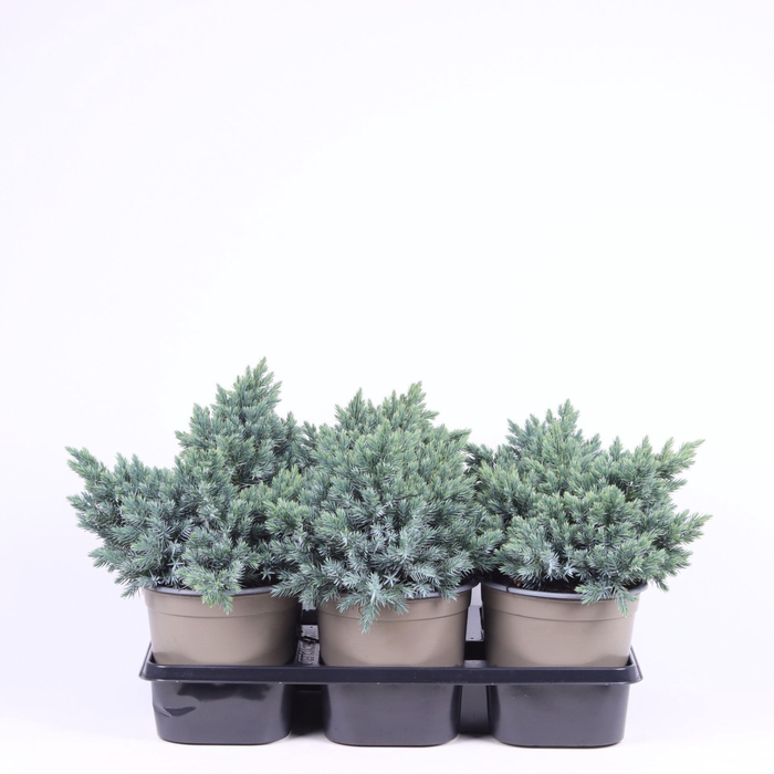 <h4>Juniperus squamata Blue Star</h4>