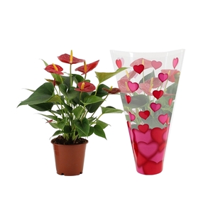 Anthurium Diamond Red in heart sleeve Lilly