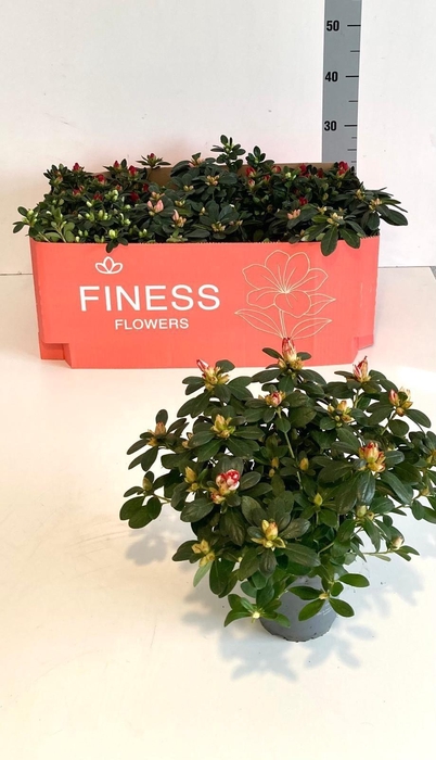 <h4>RHODO SI GEM 3 SRT</h4>