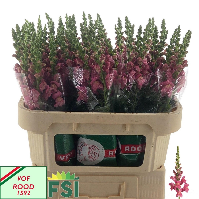 <h4>ANTIR COOL ROSE</h4>