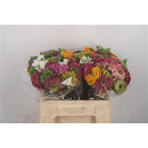 Ran Pon-pon Mixed In Bunch