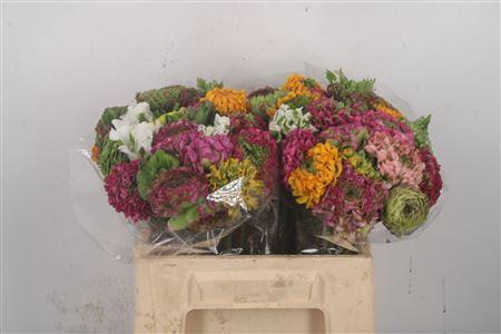 <h4>Ran Pon-pon Mixed In Bunch</h4>