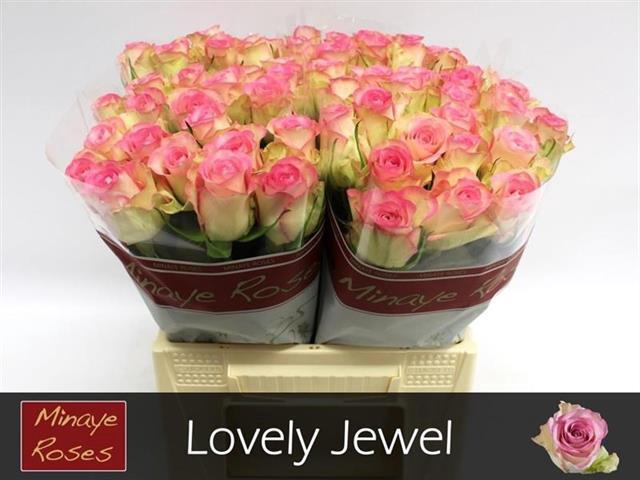 R GR LOVELY JEWEL