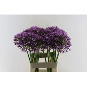 Allium Atlas