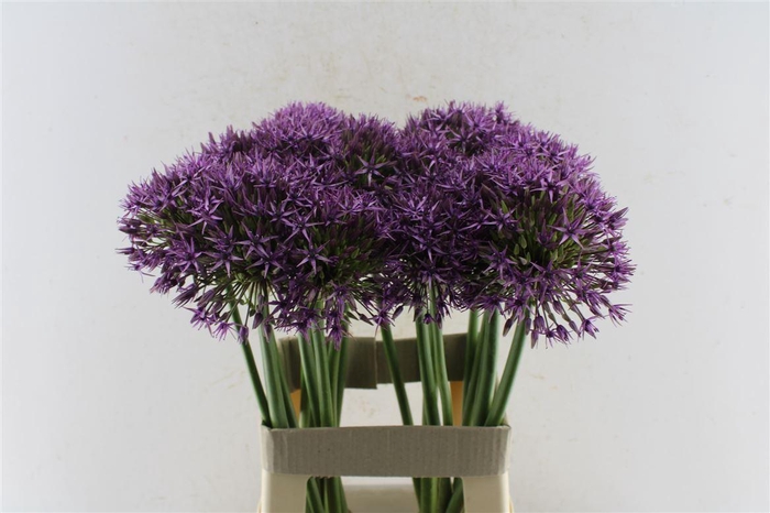 <h4>Allium Atlas</h4>