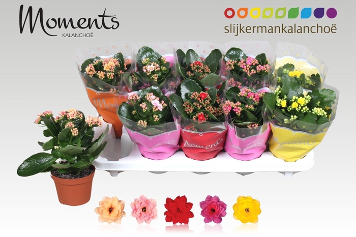 <h4>KAL GE GEM 5 KL</h4>