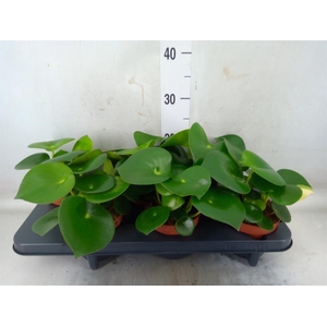 Peperomia polybotrya 'Raindrop'