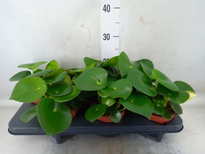 <h4>Peperomia polybotrya 'Raindrop'</h4>
