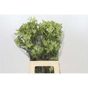 Anigozanthos Green
