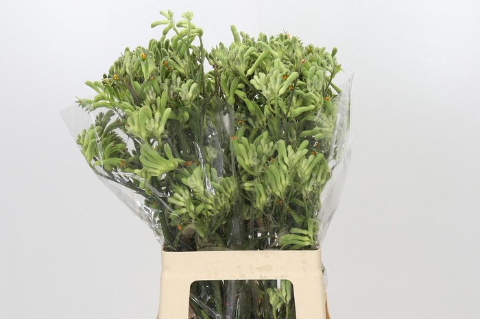 <h4>Anigozanthos Green</h4>