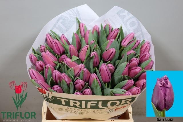 <h4>TU FR SAN LUIZ</h4>