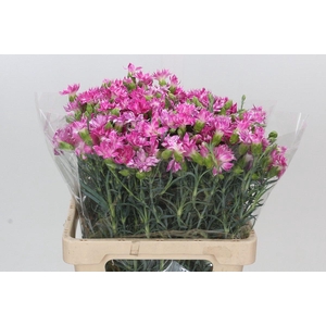 Dianthus Tr Fruity Tessino