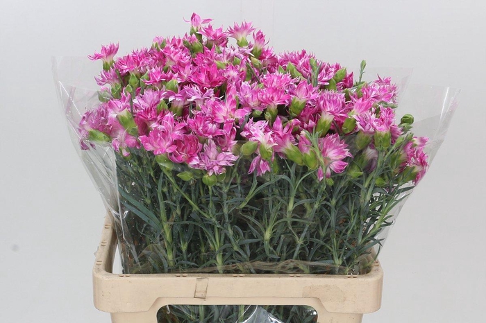 <h4>Dianthus Tr Fruity Tessino</h4>