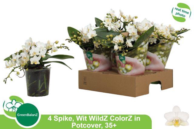 <h4>PHAL OV WIT</h4>