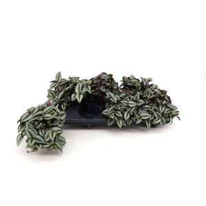 Tradescantia Zebrina Compacta P10.5