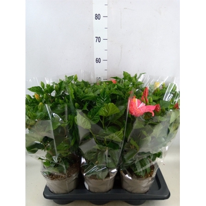 Hibiscus rosa-sin.   ...mix