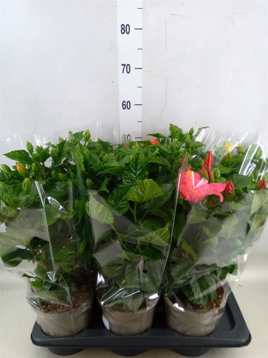 <h4>Hibiscus rosa-sin.   ...mix</h4>