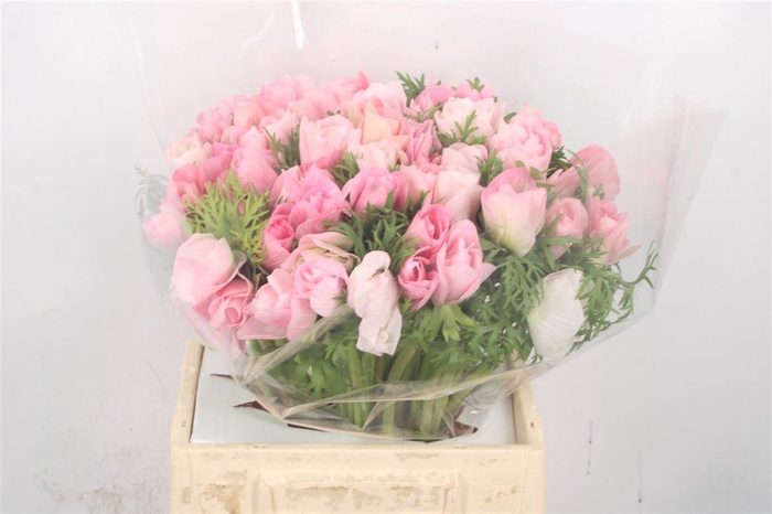 <h4>ANEM MISTRAL HANOI SUPER</h4>