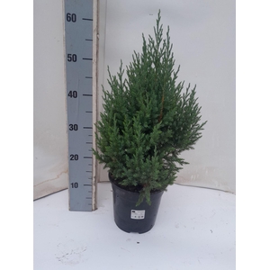 Juniperus chinensis Stricta