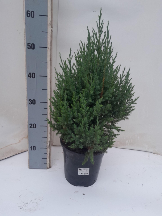 <h4>Juniperus chinensis Stricta</h4>