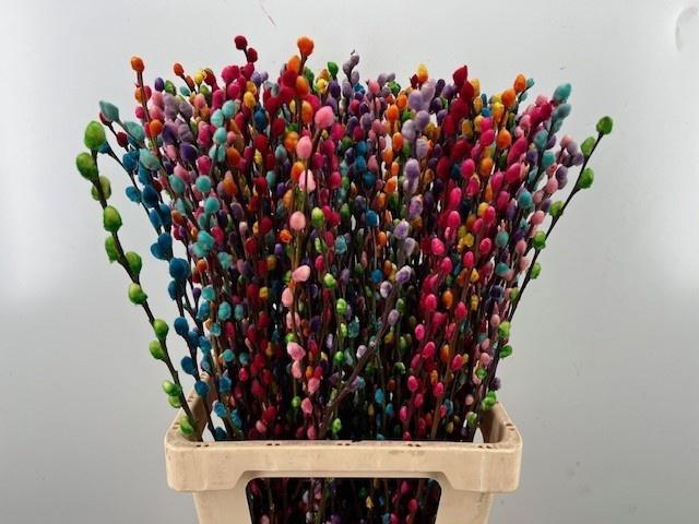 <h4>SALIX OV KLB H%</h4>