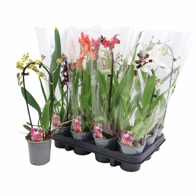 <h4>ORCHIDEEEN GEM</h4>