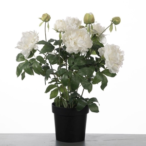 AF Peony x11 pot H74cm White