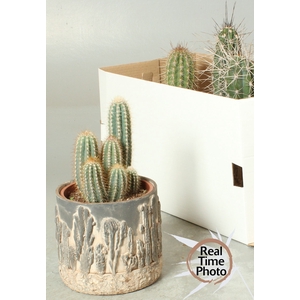CACTUS OV